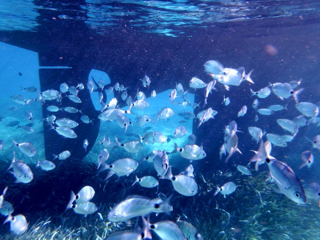 Poissons sous le bateau