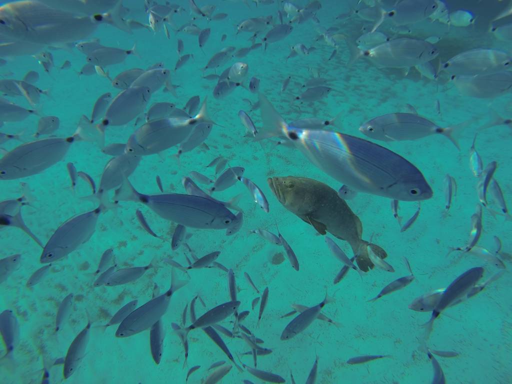 Les poissons sous le voilier en Corse